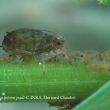 Rhopalosiphum-padi-21-VA-col-C-900.jpg